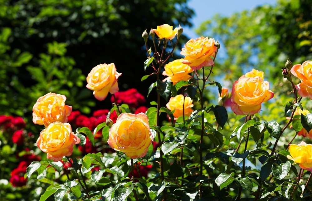 Garten mit Rosen, Rosenstock mit Blume